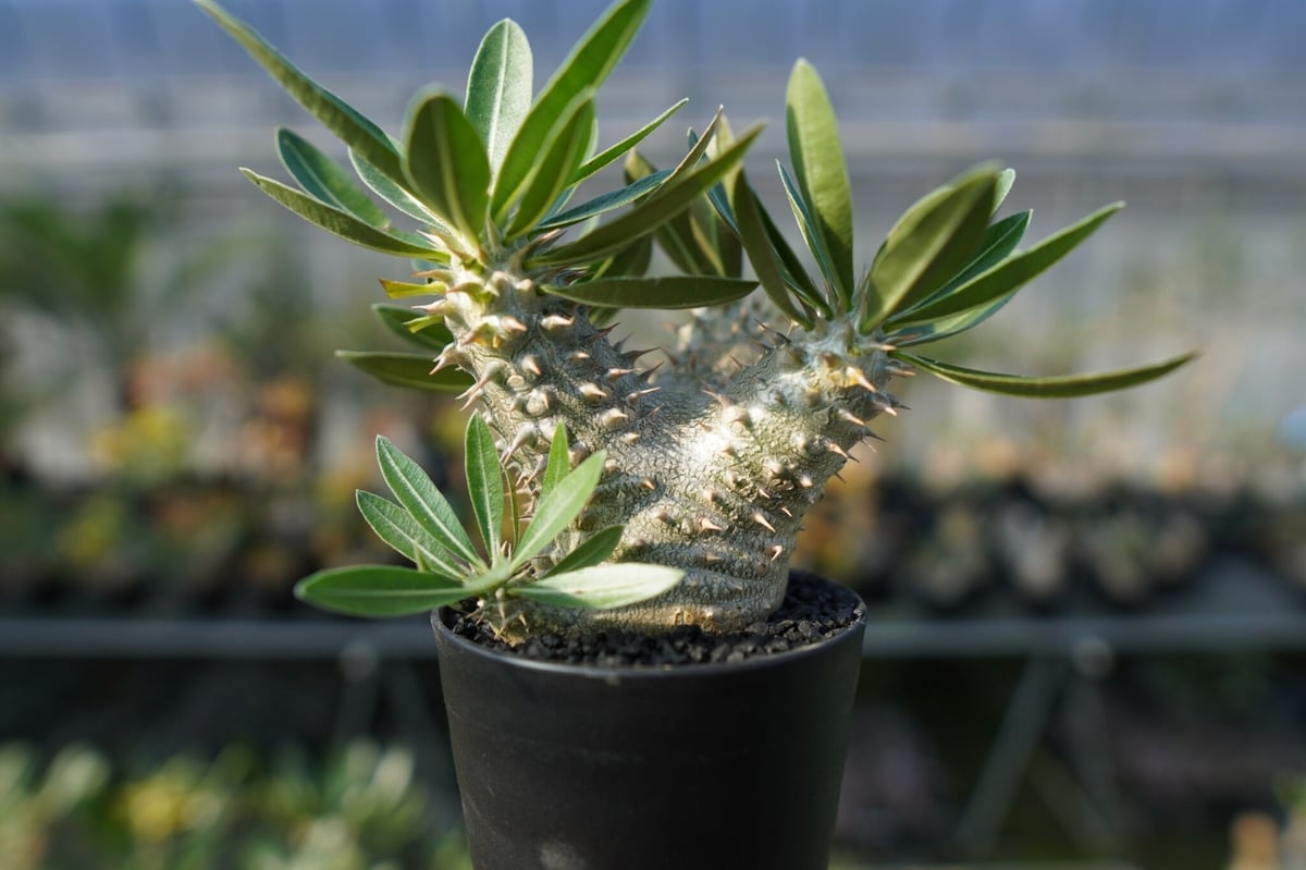 パキポディウム 伊藤ハイブリッド Pachypodium 'Itoh Hybrid' | ma