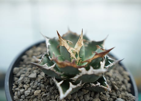 アガベ　チタノタ　FO-76  Agave titanota FO-76　No.2