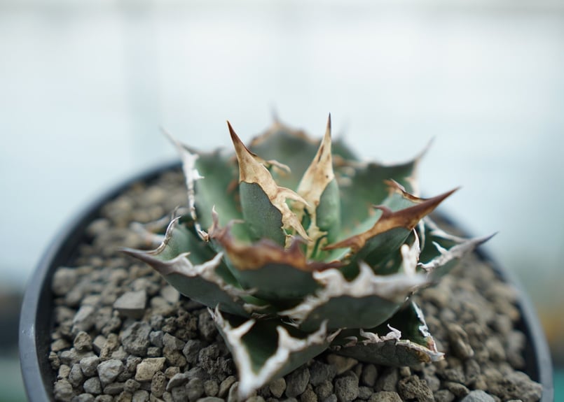 アガベ チタノタ FO-76 Agave titanota FO-76 No.2 | man