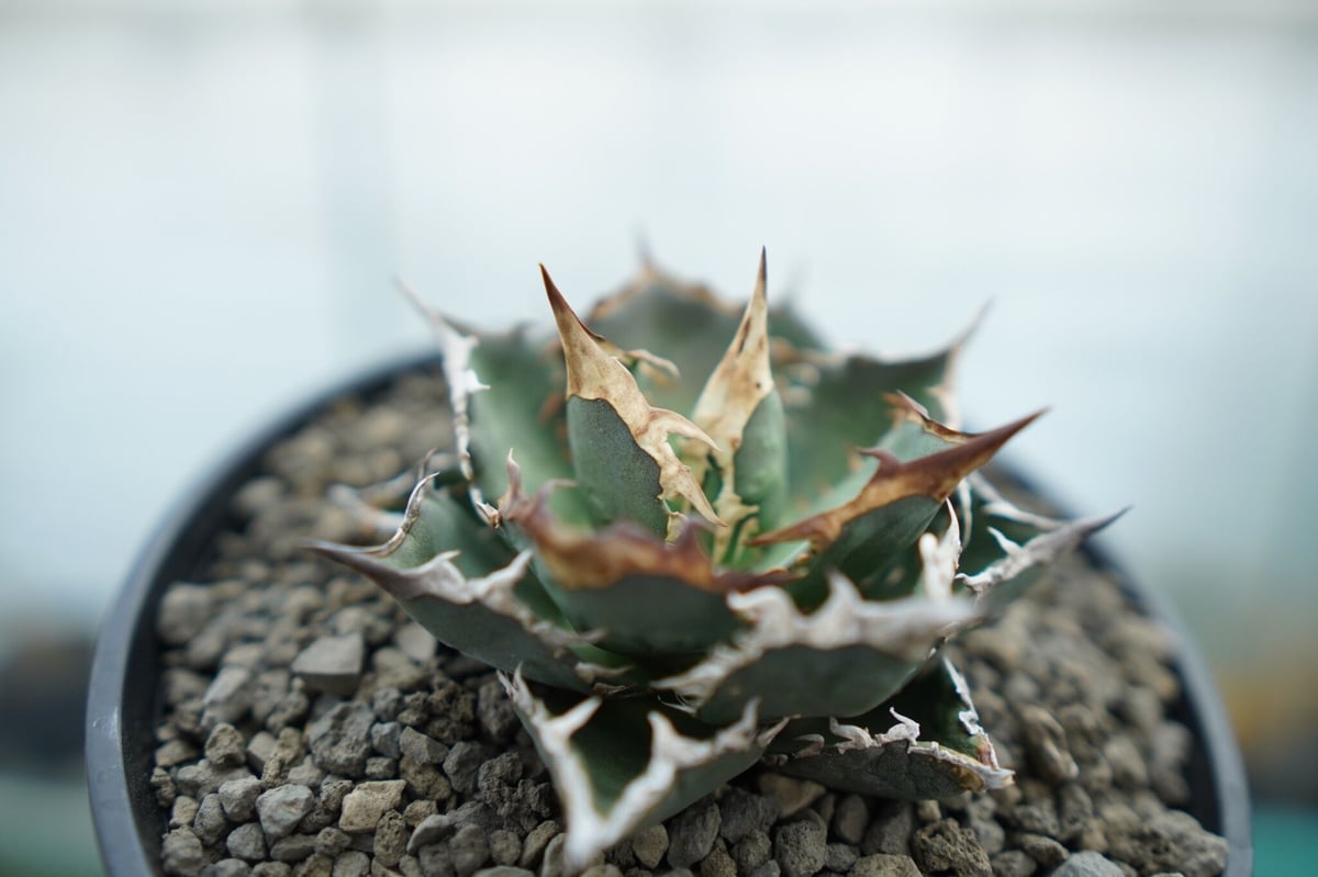 アガベ チタノタ FO-76 Agave titanota FO-76 No.2 | man