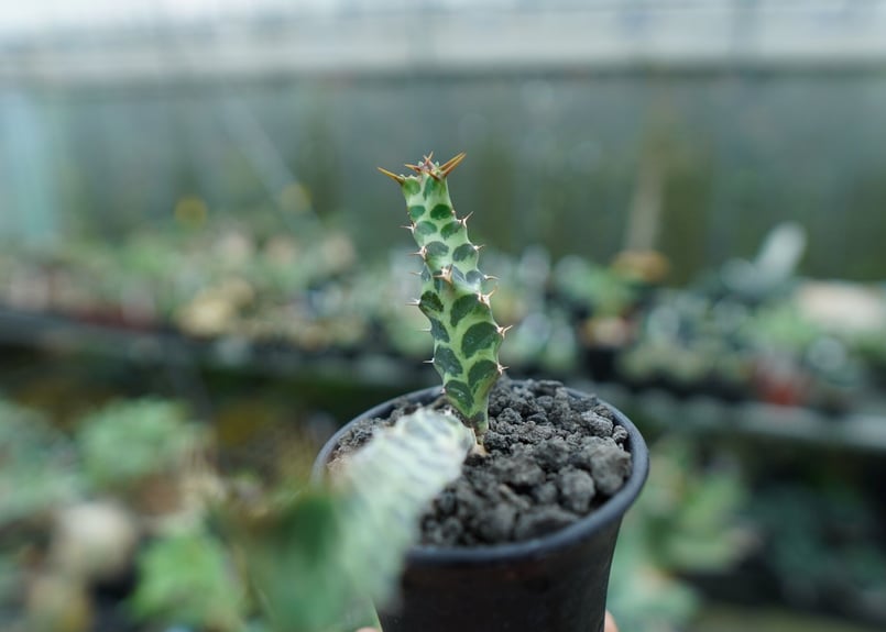 ユーフォルビア ペルシステンス Euphorbia persistens | mana's f