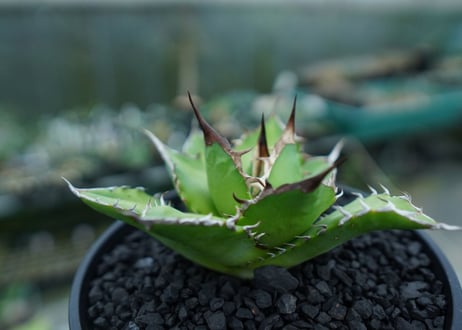 アガベ　チタノタ　Agave titanota　No.9