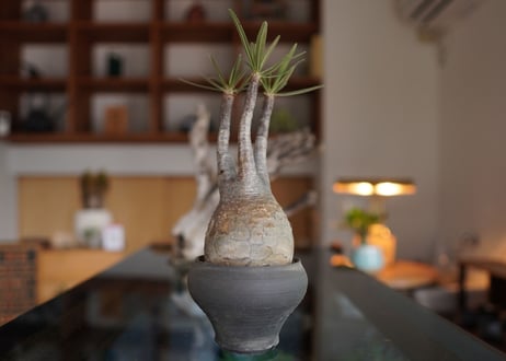 パキポディウム　グラキリス　 Pachypodium Gracilius