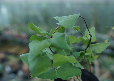 ディオスコレア　シルバティカ　Dioscorea sylvatica No.3