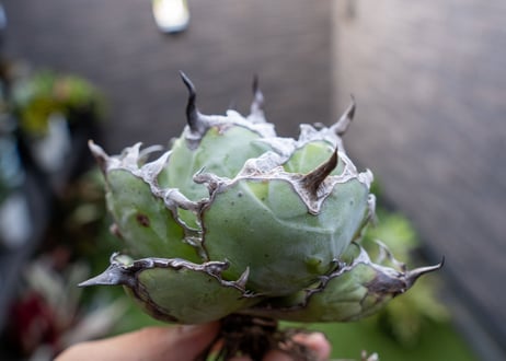 Agave B&B A NO.4