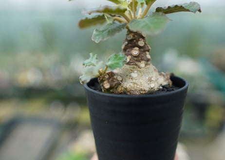 ドルステニア フォエチダ Dorstenia foetida