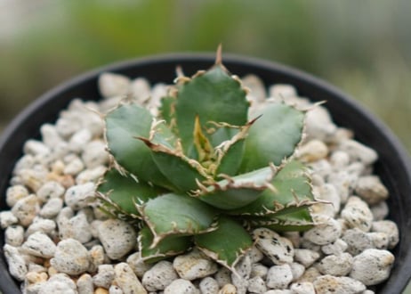 agave　titanota　フィリグリー　№1
