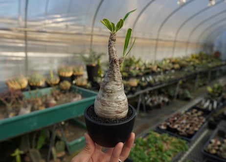 パキポディウム　グラキリス　 Pachypodium Gracilius  No.9