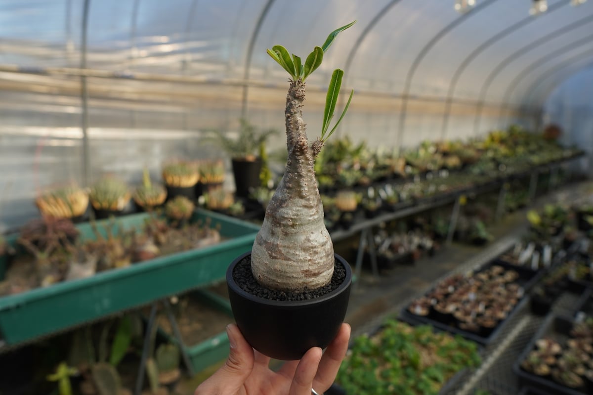 パキポディウム グラキリス Pachypodium Gracilius No.9 | ma