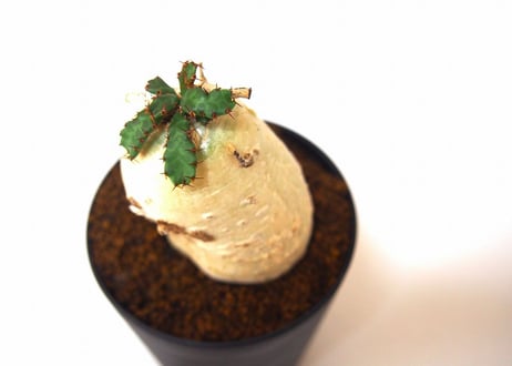 ユーフォルビア ステラータ 飛竜  Euphorbia stellata 3 未発根