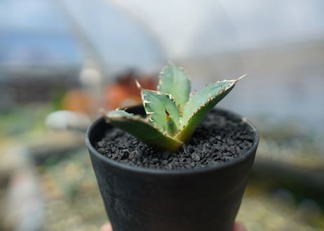 アガベ　チタノタ　FO-76　agave titanota  FO-76　No.6