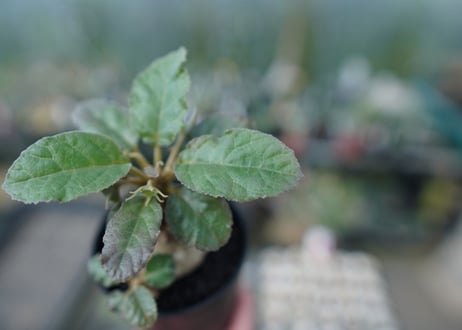 ドルステニア フォエチダ Dorstenia foetida