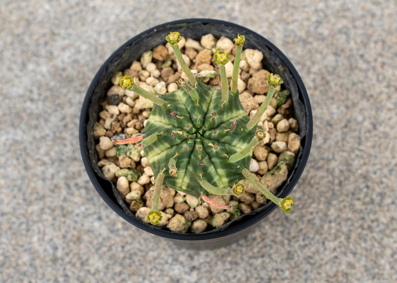 ユーフォルビア バリダ オス | mana's farm:塊根植物・アガベ・ドライ