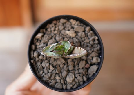 Agave titanota black＆blue 子株 No.1