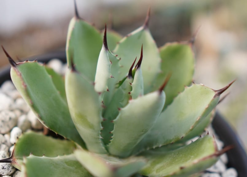 Agave Potatorum×Macroacantha ”八荒雷神” No.3 | mana Agave Potatorum×Macroacantha ”八荒雷神” No.3 | mana