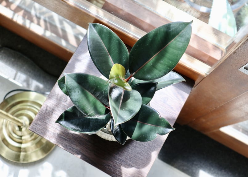 フィカス バーガンディ | mana's farm:塊根植物・アガベ・ドライ