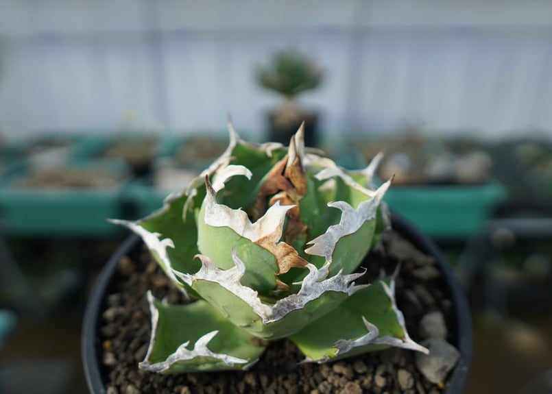 アガベ チタノタ 螃蟹 Agave titanota Crab | mana's farm:塊