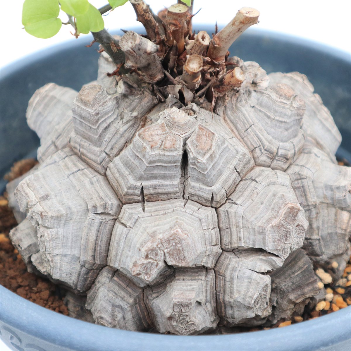 亀甲竜 | mana's farm:塊根植物・アガベ・ドライガーデン植物