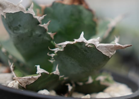 Agave White flame B 白火焔  NO.2