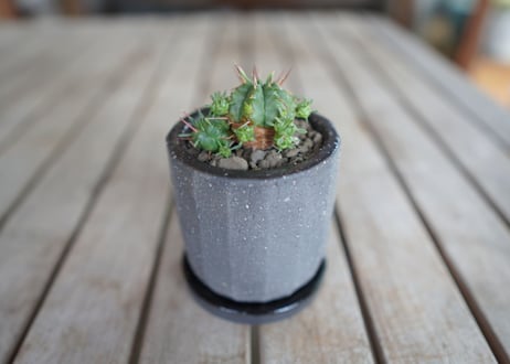 亀麒麟　Euphorbia meloformis Kamekirin