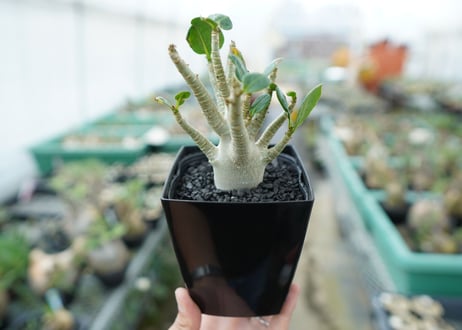 アデニウム　Adenium　No.3