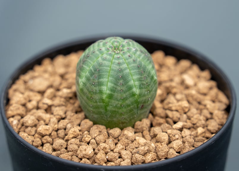 ユーフォルビア オベサ | mana's farm:塊根植物・アガベ・ドライ