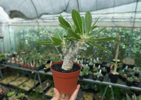 パキポディウム　デンシフローラム　Pachypodium densiflorum　No.2
