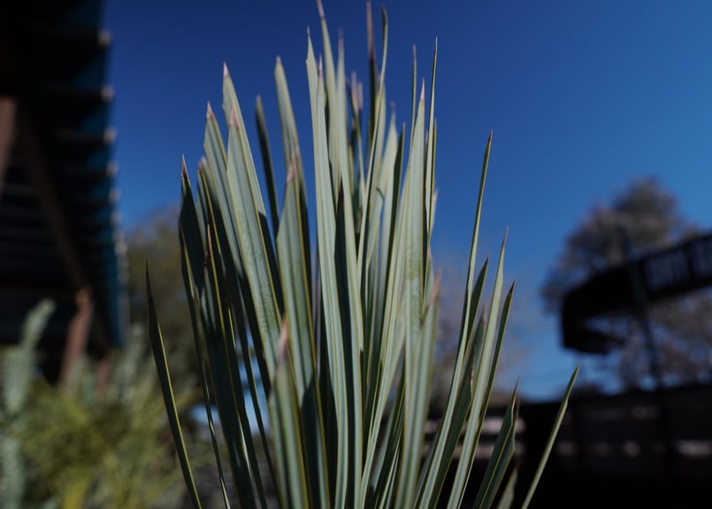 ユッカ ロストラータ | mana's farm:塊根植物・アガベ・ドライガーデン