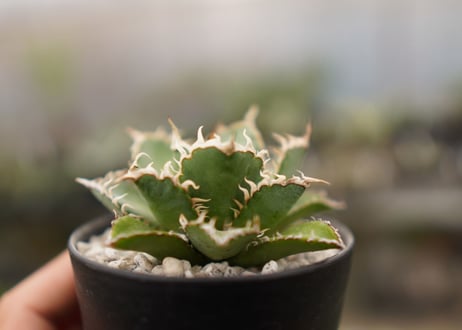 agave titanota　フィリグリー  NO.2