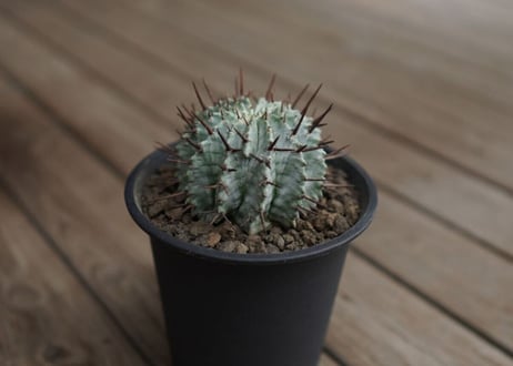 ユーフォルビア　ホリダ　Euphorbia horrida
