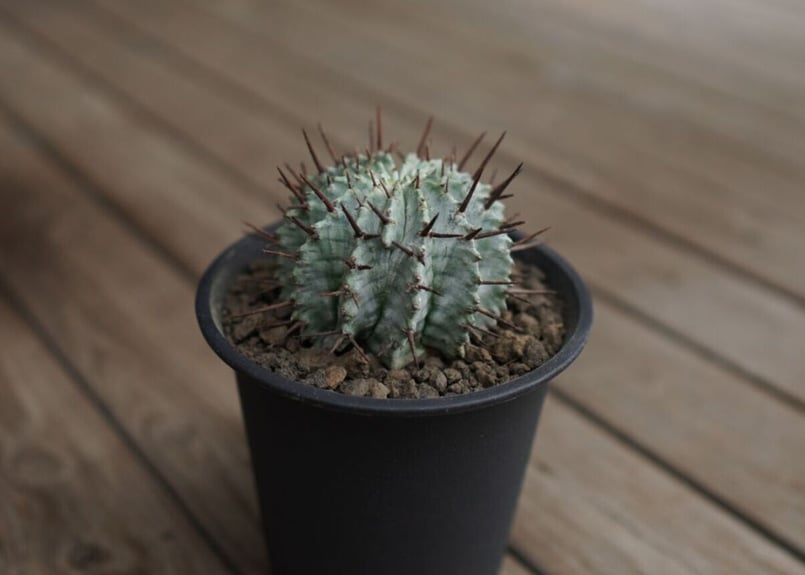 ユーフォルビア ホリダ Euphorbia horrida | mana's farm:塊根植