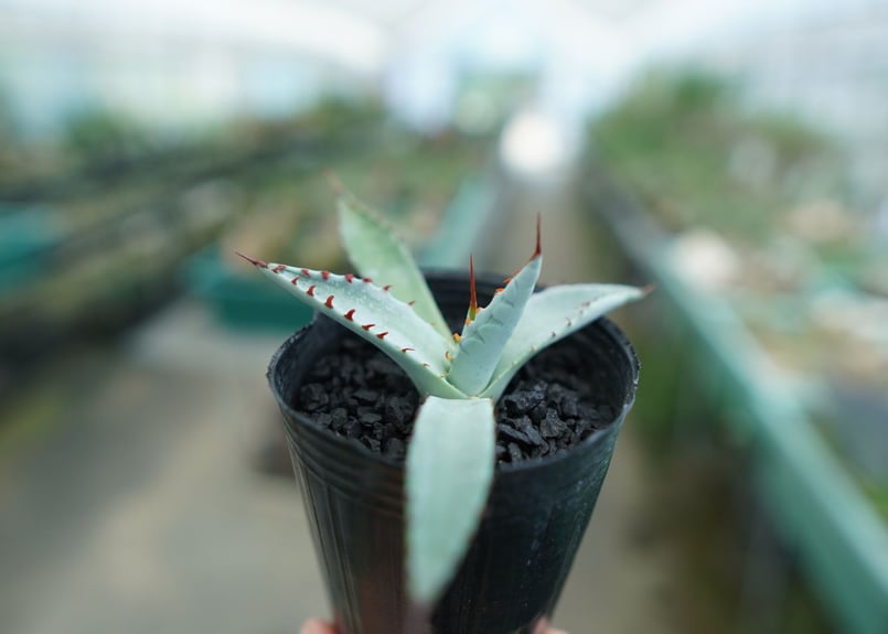 アガベ 屈原の舞扇 Agave 'Kutsugen no Maiougi' No.4 |