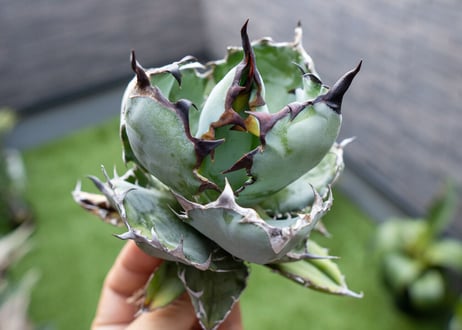 Agave B&B  №2