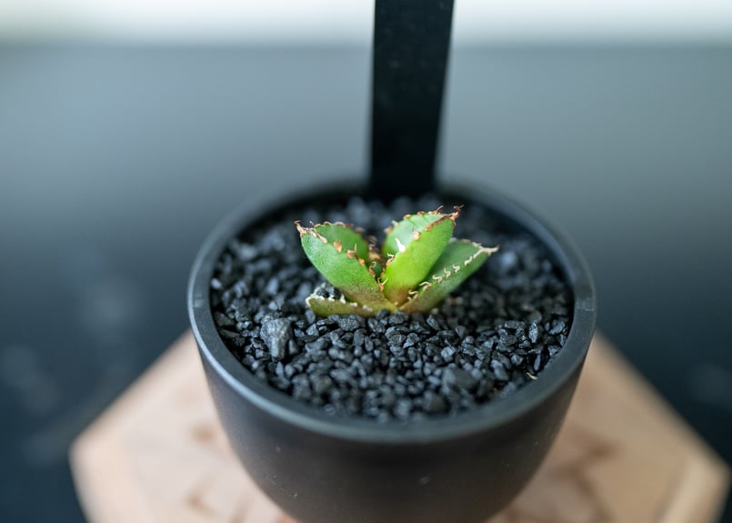 アガベ オテロイ 沖縄実生株 | mana's farm:塊根植物・アガベ・ドライ