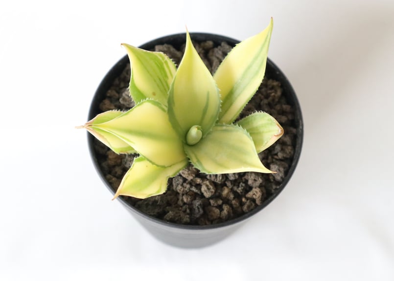 アガベ 楊貴妃 | mana's green:塊根植物販売|マナズグリーン アガベ 楊貴妃 | mana's green:塊根植物販売|マナズグリーン