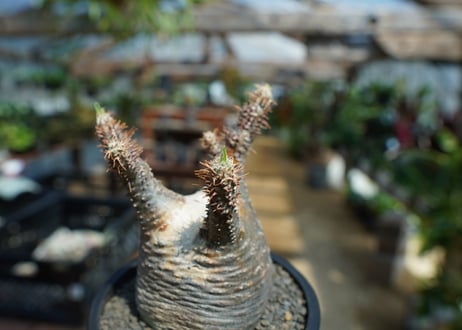 【未発根】パキポディウム　グラキリス　 Pachypodium Gracilius  No.1