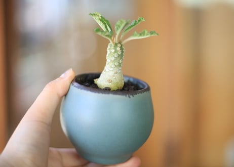 ドルステニア　ラブラニー　Dorstenia lavrani