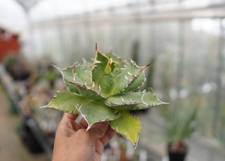 Agave titanota FO-76  G NO.1