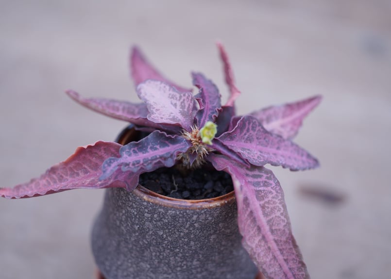 ユーフォルビア フランコイシー Euphorbia francoisii | mana's f