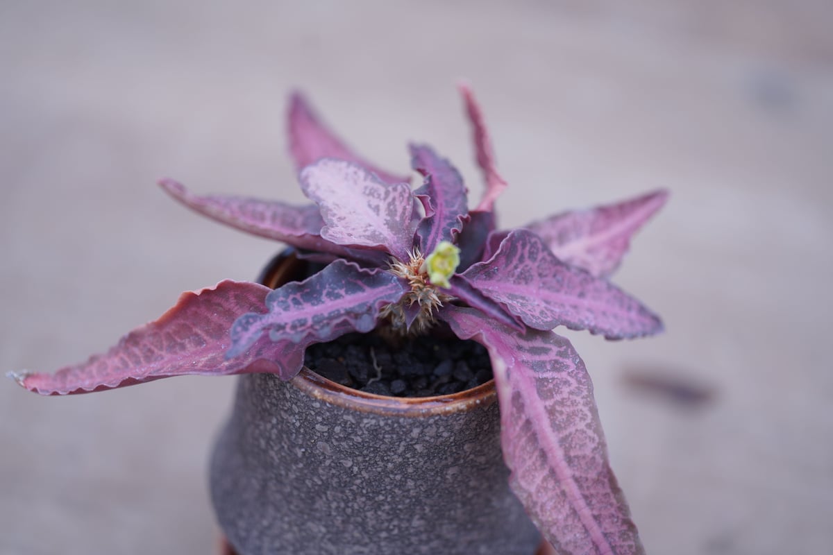 ユーフォルビア フランコイシー Euphorbia francoisii | mana's f