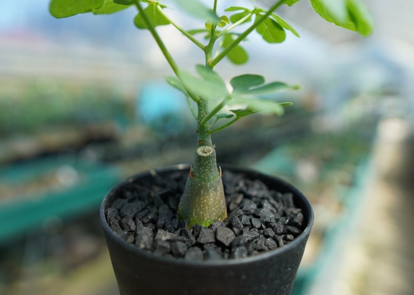 アデニア グラウカ Adenia Glauca No.3 | mana's farm:塊根植物
