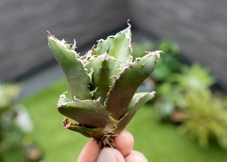 Agave titanota 白鯨嚴龍 カキコ NO.4