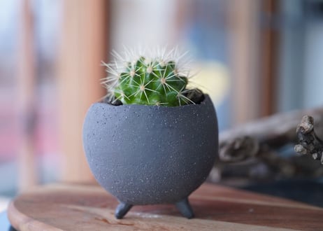 Echinocactus grusonii