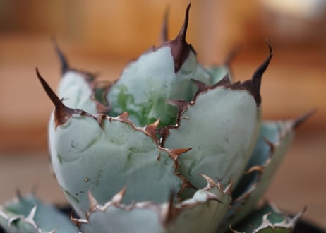 Agave titanota 'black and blue'　No.1