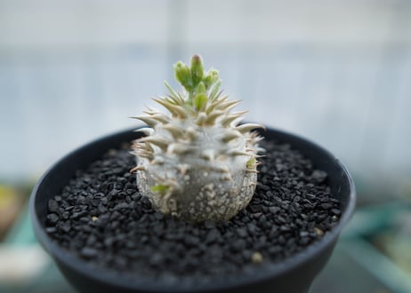 パキポディウム　恵比寿大黒　Pachypodium Densicaule　No.10
