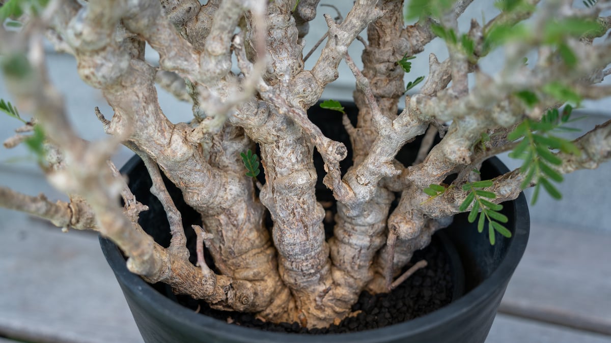 センナメリディオナリス　現地球　灌木　塊根植物　発根済み　美形　大型 センナメリディオナリス 現地球 灌木 塊根植物 発根済み 美形