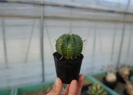 ユーフォルビア　スーパーバリダ　Euphorbia super valida  No.3