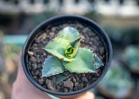 アガベ　チタノタ　ブルー　agave titanota Blue 　NO.4