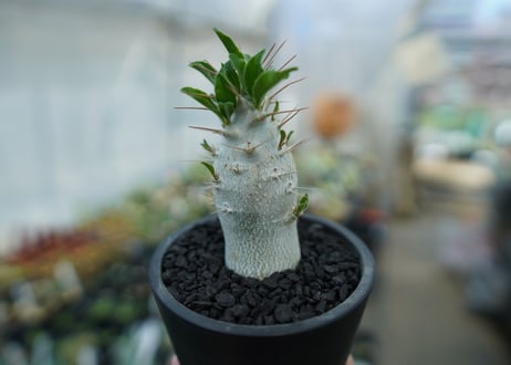 パキポディウム　サンデルシー　Pachypodeium saundersii  No.8