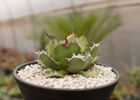 アガベ　titanota  dwarf　No.4